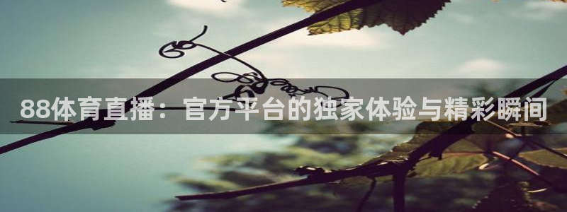 88体育直播：官方平台的独家体验与精彩瞬间